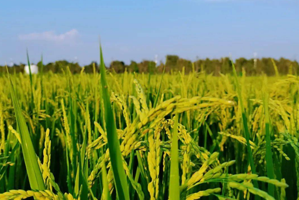 從“一號文件”看農(nóng)業(yè)發(fā)展