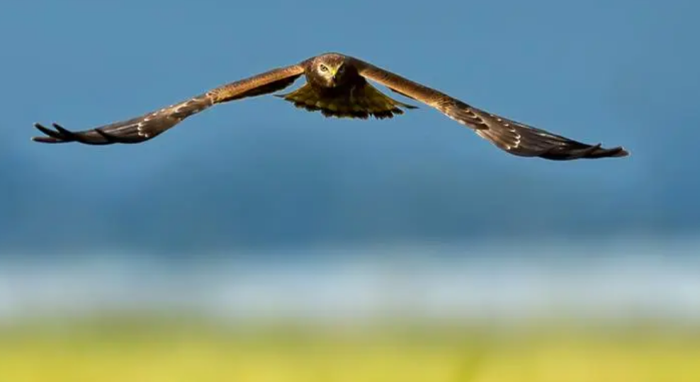 廣州團建游戲-尋獵