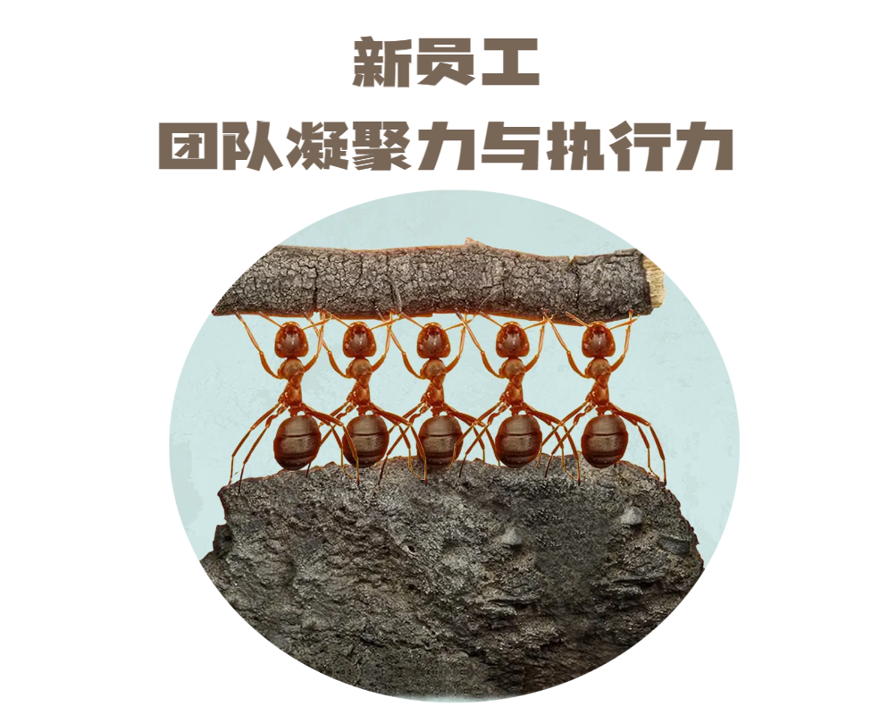 新員工-團(tuán)隊(duì)凝聚力與執(zhí)行力（樂(lè)高）